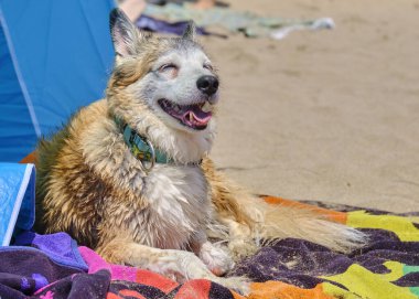 Bir köpek kumsalda dinleniyor..