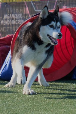 Parktaki köpek