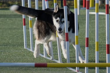 Husky çeviklik içinde koşuyor..