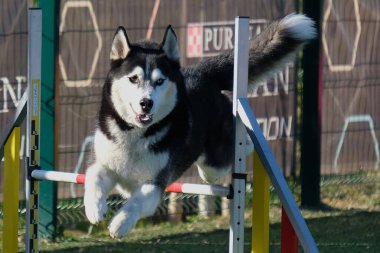 Çeviklik içinde koşan köpek