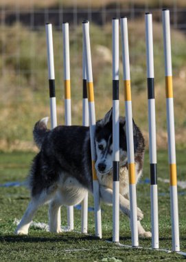 Parkta beyaz yakalı bir köpek.