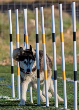 Çeviklik kursunda güçlü köpek eğitimi.