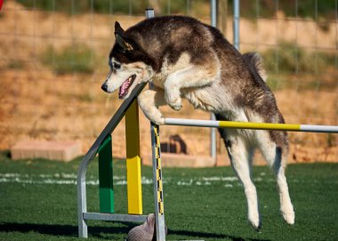 Koca köpek engelin üzerine atlıyor.