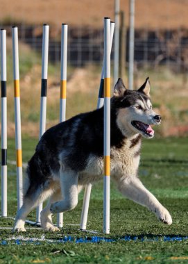 Sibirya kurdu tarlada