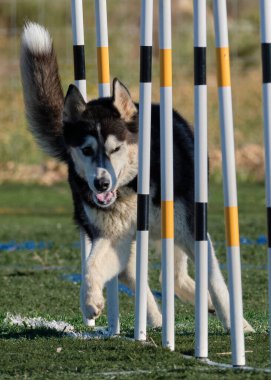 Çeviklik üzerine güçlü köpek eğitimi