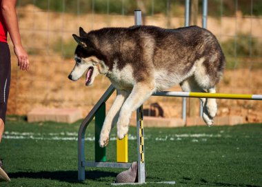 Husky köpek engelinin üzerinden atlıyor.