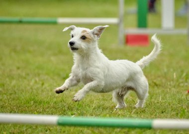 Yarışmada çalışan beyaz kenarlı çoban köpeği teriyeri