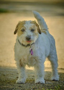 Dili çıkmış bir köpek.