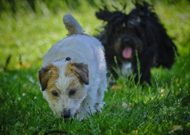 Parktaki sevimli köpek.
