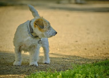 Bulanık bir geçmişi olan sevimli beyaz bir köpeğin yakın plan fotoğrafı.