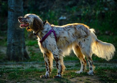 Bahçede güzel bir köpek
