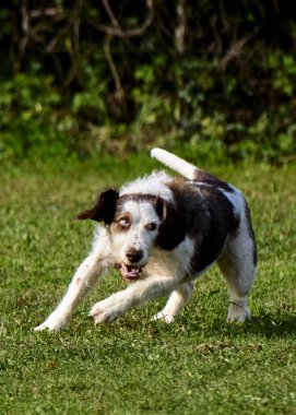 Jack Russel yeşil çimlerde