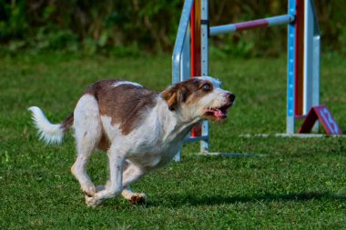 Köpek yetiştiricisi İngilizce işaretçi, koşuyor ve yeşil çimlerde koşuyor.