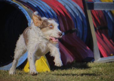 köpek çevikçe koşuyor