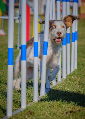 Çeviklik yarışmasında çeviklik kursunda çalışan sınır çoban köpeği