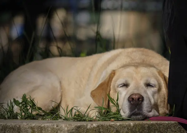 Siyah labrador köpeği bahçede..