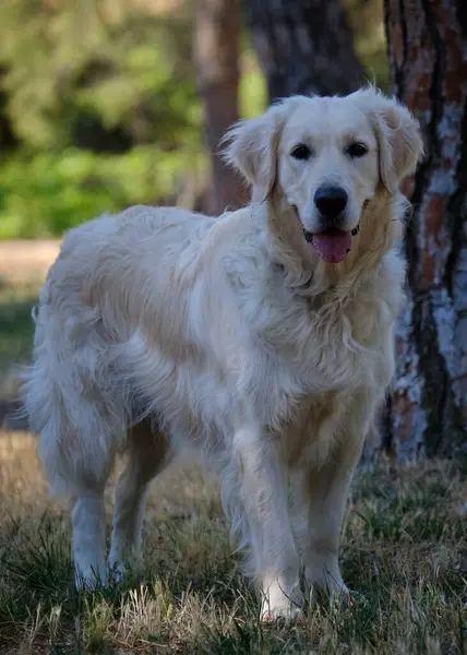 Parktaki portre köpeği.