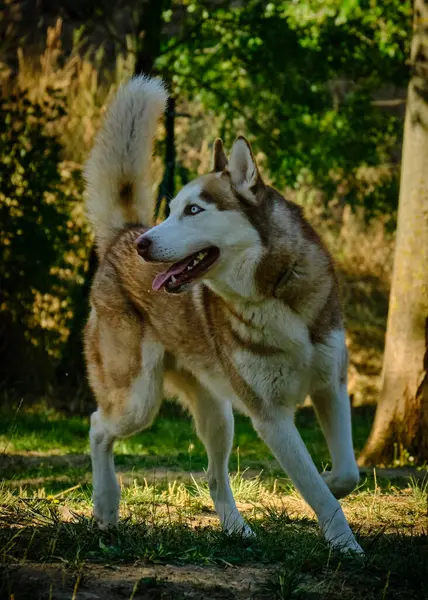 Amur köpeğinin portresi.