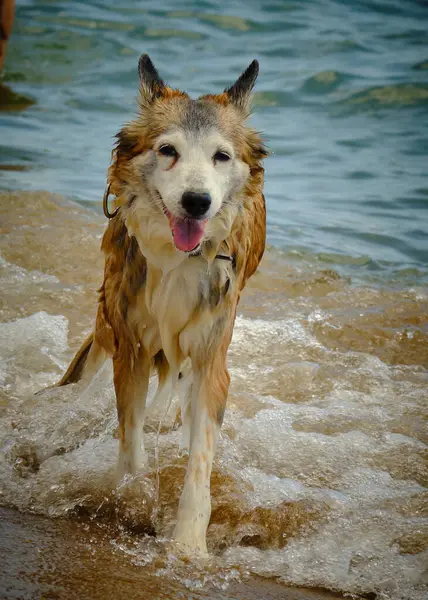 Sudaki bir köpeğin portresi.