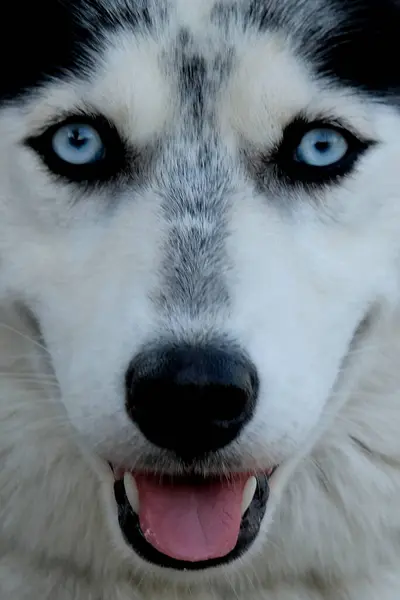 Şirin, iri köpeğe yakın.
