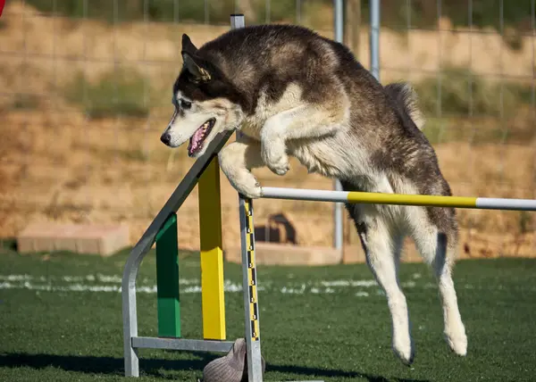 Koca köpek engelin üzerine atlıyor.