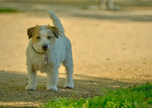 Parkta yürüyüş yapan şirin köpek cinsi bir teriyer.
