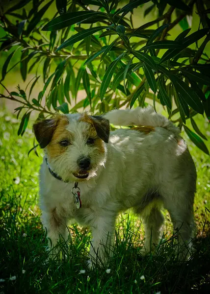 Jack Russell Terrier köpek çim
