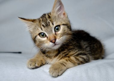 Küçük çizgili kedi yavrusu.