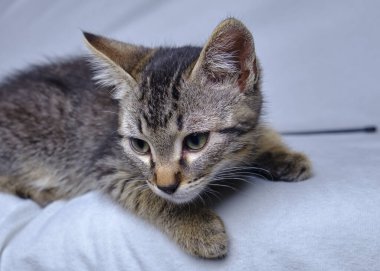 Sevimli kedicik Divan