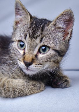 Beyaz arka planda sevimli küçük kedi yavrusu