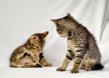 Şirin kedi ve kedi yavruları.