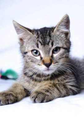 Beyaz arka planda yatan sevimli kedi yavrusu.