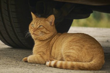 Mavi gözlü kırmızı kedi.