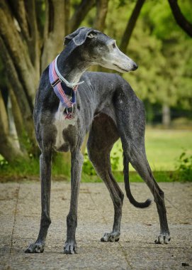 Parkta pembe yakalı siyah beyaz bir tazının portresi.