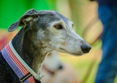 Bir köpeğin portresi.