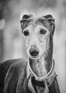 bir köpeğin siyah beyaz fotoğrafı.