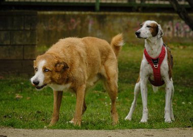 Parkta iki köpek.