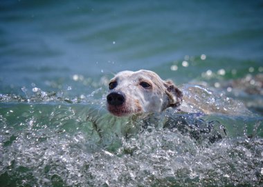 Suda koşan bir köpek. Denizde yüzen şirin bir labrador av köpeği..