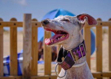 köpek tasması