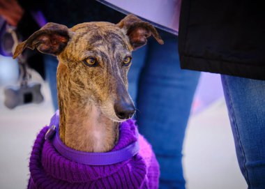 Şirin bir köpeğin portresi.