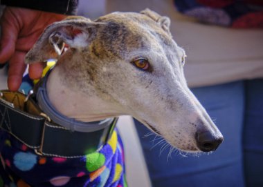 Bir tazının tasmasındaki güzel gri beyaz bir köpeğin portresi.