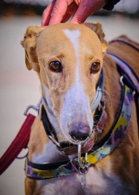 Tasmalı şirin bir köpeğin portresi..