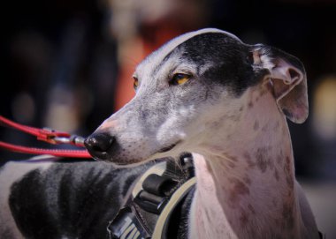 Şirin bir köpeğin portresi.