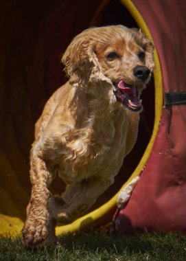 Parktaki kırmızı köpek.
