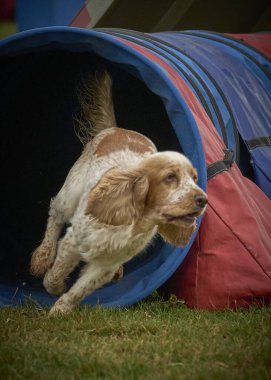 Bahçede oynayan köpek