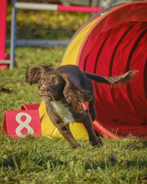 Köpek parkta koşuyor.