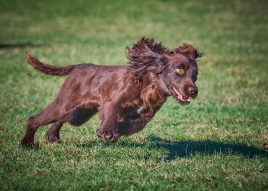 Alman çoban köpeği çimenlerde koşuyor.