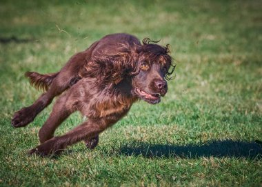 Kahverengi köpek cinsi cocker spanyel yeşil çimlerde koşar