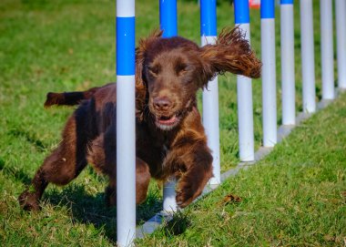 Şirin bir köpeğin portresi.