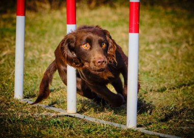 Çeviklik konusunda köpek eğitimi